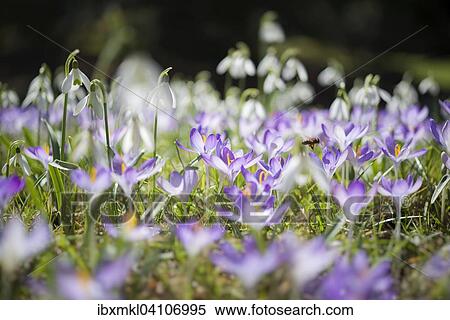 Stock Photography - Woodland crocuses (Crocus tommasinianus), Germany, Europe. Fotosearch