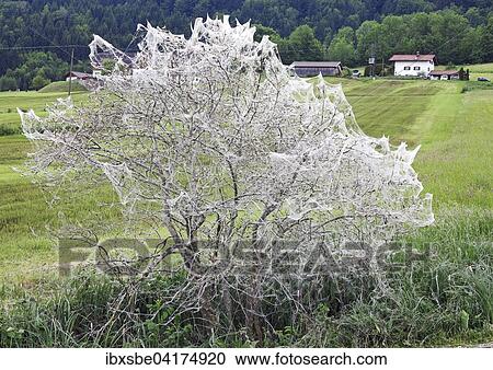 Stock Image - Wrapped bush, ermine moth infestation (Yponomeutidae), Schwaigen, Werdenfels, Upper Bavaria, Bavaria, Germany, Europe. Fotosearch