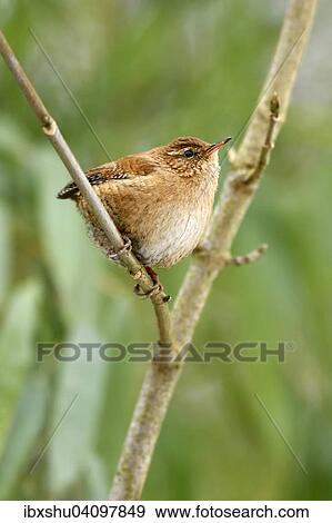 Wren (Troglodytes troglodytes), perched on a branch, Switzerland, Europe View Large Photo Image Stock Photo - Wren (Troglodytes troglodytes), perched on a branch, Switzerland, Europe. Fotosearch