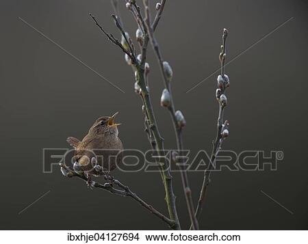 Picture - Wren (Troglodytes troglodytes), Texel, Province of North Holland, The Netherlands, Europe. Fotosearch