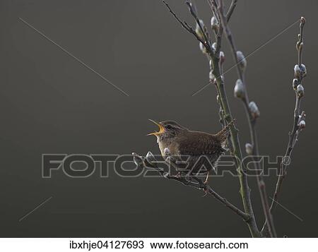 Wren (Troglodytes troglodytes), Texel, Province of North Holland, The Netherlands, Europe View Large Photo Image Stock Image - Wren (Troglodytes troglodytes), Texel, Province of North Holland, The Netherlands, Europe. Fotosearch