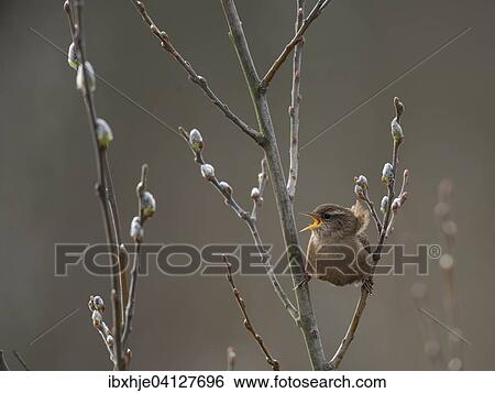Wren (Troglodytes troglodytes), Texel, Province of North Holland, The Netherlands, Europe View Large Photo Image Stock Photograph - Wren (Troglodytes troglodytes), Texel, Province of North Holland, The Netherlands, Europe. Fotosearch