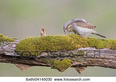 Wryneck (Jynx torquilla), foraging, Middle Elbe Biosphere Reserve, Saxony-Anhalt, Germany, Europe View Large Photo Image Stock Image - Wryneck (Jynx torquilla), foraging, Middle Elbe Biosphere Reserve, Saxony-Anhalt, Germany, Europe. Fotosearch