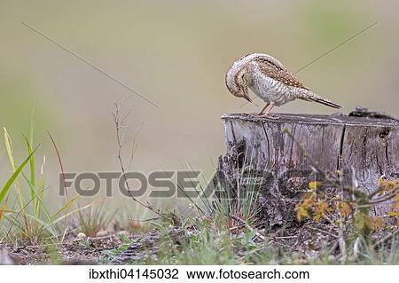 Wryneck (Jynx torquilla), foraging, Middle Elbe Biosphere Reserve, Saxony-Anhalt, Germany, Europe View Large Photo Image Stock Image - Wryneck (Jynx torquilla), foraging, Middle Elbe Biosphere Reserve, Saxony-Anhalt, Germany, Europe. Fotosearch