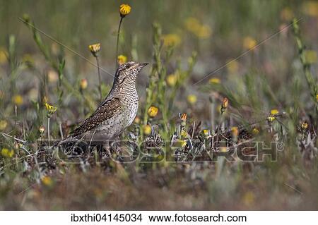 Wryneck (Jynx torquilla), Middle Elbe Biosphere Reserve, Saxony-Anhalt, Germany, Europe View Large Photo Image Picture - Wryneck (Jynx torquilla), Middle Elbe Biosphere Reserve, Saxony-Anhalt, Germany, Europe. Fotosearch