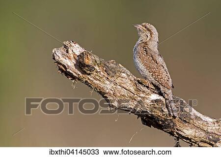 Wryneck (Jynx torquilla), Middle Elbe Biosphere Reserve, Saxony-Anhalt, Germany, Europe View Large Photo Image Stock Image - Wryneck (Jynx torquilla), Middle Elbe Biosphere Reserve, Saxony-Anhalt, Germany, Europe. Fotosearch