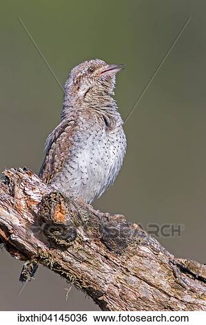 Wryneck (Jynx torquilla), Middle Elbe Biosphere Reserve, Saxony-Anhalt, Germany, Europe View Large Photo Image Stock Photograph - Wryneck (Jynx torquilla), Middle Elbe Biosphere Reserve, Saxony-Anhalt, Germany, Europe. Fotosearch