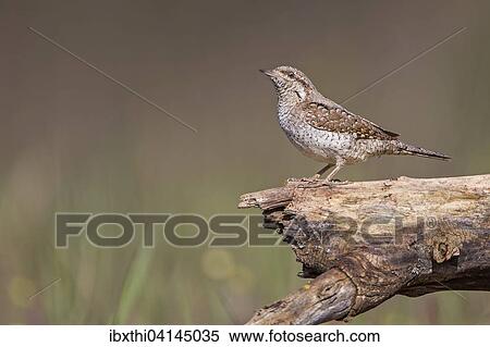 Wryneck (Jynx torquilla), Middle Elbe Biosphere Reserve, Saxony-Anhalt, Germany, Europe View Large Photo Image Stock Photography - Wryneck (Jynx torquilla), Middle Elbe Biosphere Reserve, Saxony-Anhalt, Germany, Europe. Fotosearch