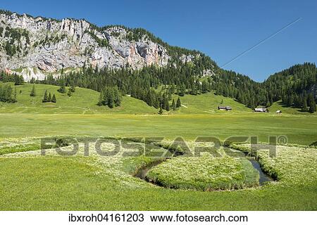 Wurzeralm, meandering stream, Pyhrn-Priel or Pyhrn-Eisenwurzen, Traunviertel, Upper Austria, Austria, Europe View Large Photo Image Stock Image - Wurzeralm, meandering stream, Pyhrn-Priel or Pyhrn-Eisenwurzen, Traunviertel, Upper Austria, Austria, Europe. Fotosearch