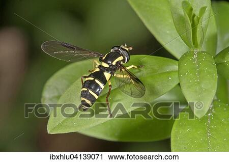 Stock Image - Xanthogramma pedissequum hoverfly, Baden-Wurttemberg, Germany, Europe. Fotosearch