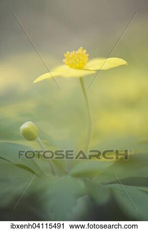 Yellow Anemone (Anemone ranunculoides), Emsland, Lower Saxony, Germany, Europe View Large Photo Image Stock Image - Yellow Anemone (Anemone ranunculoides), Emsland, Lower Saxony, Germany, Europe. Fotosearch