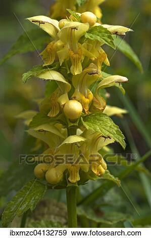 Yellow Archangel (Lamium galeobdolon), Bavaria, Germany, Europe View Large Photo Image Stock Photo - Yellow Archangel (Lamium galeobdolon), Bavaria, Germany, Europe. Fotosearch