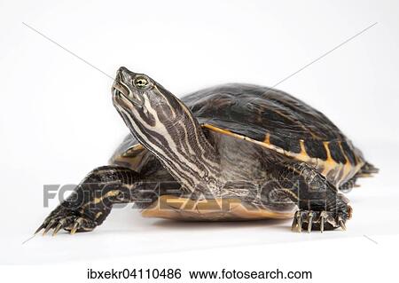 Stock Photograph - Yellow-bellied slider (Trachemys scripta scripta). Fotosearch