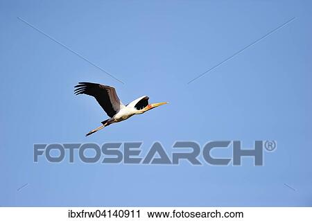 Yellow-billed stork (Mycteria ibis) in flight, South Luangwa National Park, Zambia, Africa View Large Photo Image Stock Image - Yellow-billed stork (Mycteria ibis) in flight, South Luangwa National Park, Zambia, Africa. Fotosearch