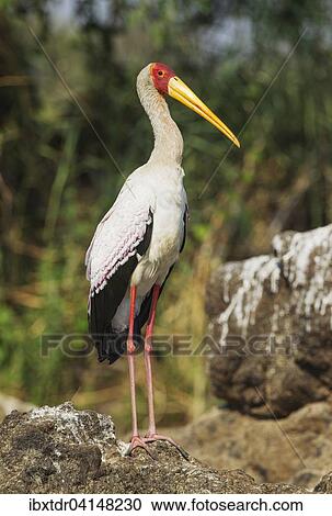 Yellow-billed Stork (Mycteria ibis), on an island in the Chobe River, Chobe National Park, Botswana, Africa View Large Photo Image Stock Image - Yellow-billed Stork (Mycteria ibis), on an island in the Chobe River, Chobe National Park, Botswana, Africa. Fotosearch