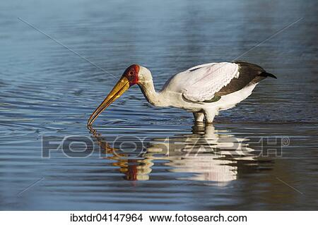 Yellow-billed Stork (Mycteria ibis), hunting in a pool, Okavango Delta, Moremi Game Reserve, Botswana, Africa View Large Photo Image Picture - Yellow-billed Stork (Mycteria ibis), hunting in a pool, Okavango Delta, Moremi Game Reserve, Botswana, Africa. Fotosearch