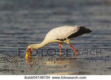 Yellow-billed Stork (Mycteria ibis), hunting in the shallow water at the shore of the Chobe River, Chobe National Park, Botswana, Africa View Large Photo Image Picture - Yellow-billed Stork (Mycteria ibis), hunting in the shallow water at the shore of the Chobe River, Chobe National Park, Botswana, Africa. Fotosearch