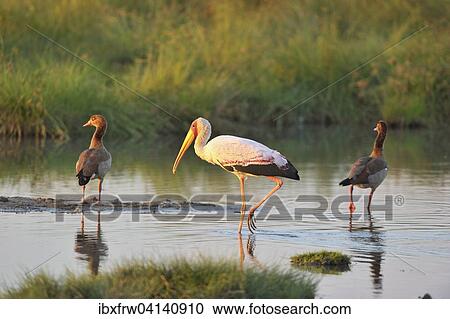 Yellow-billed stork (Mycteria ibis) foraging in a small pond, Egyptian Geese behind, evening light, South Luangwa National Park, Zambia, Africa View Large Photo Image Stock Image - Yellow-billed stork (Mycteria ibis) foraging in a small pond, Egyptian Geese behind, evening light, South Luangwa National Park, Zambia, Africa. Fotosearch