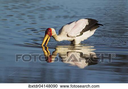 Stock Image - Yellow-billed Stork (Mycteria ibis), hunting in a pool, Okavango Delta, Moremi Game Reserve, Botswana, Africa. Fotosearch