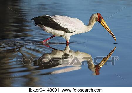 Yellow-billed Stork (Mycteria ibis), hunting in a pool, Okavango Delta, Moremi Game Reserve, Botswana, Africa View Large Photo Image Stock Image - Yellow-billed Stork (Mycteria ibis), hunting in a pool, Okavango Delta, Moremi Game Reserve, Botswana, Africa. Fotosearch