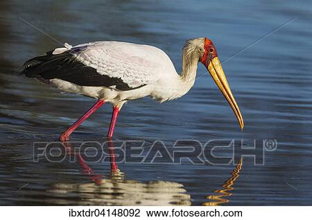Yellow-billed Stork (Mycteria ibis), hunting in a pool, Okavango Delta, Moremi Game Reserve, Botswana, Africa View Large Photo Image Stock Image - Yellow-billed Stork (Mycteria ibis), hunting in a pool, Okavango Delta, Moremi Game Reserve, Botswana, Africa. Fotosearch