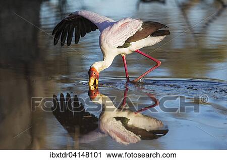 Yellow-billed Stork (Mycteria ibis), hunting in a pool with one wing open to keep balance, Okavango Delta, Moremi Game Reserve, Botswana, Africa View Large Photo Image Stock Image - Yellow-billed Stork (Mycteria ibis), hunting in a pool with one wing open to keep balance, Okavango Delta, Moremi Game Reserve, Botswana, Africa. Fotosearch