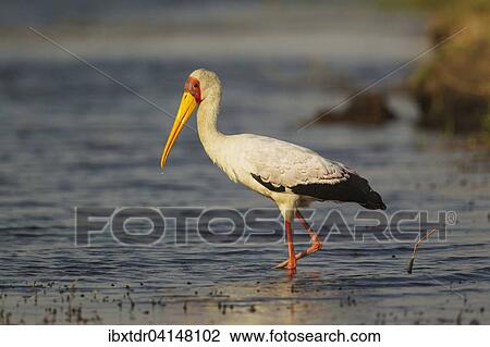 Stock Image - Yellow-billed Stork (Mycteria ibis), hunting in the shallow water at the shore of the Chobe River, Chobe National Park, Botswana, Africa. Fotosearch