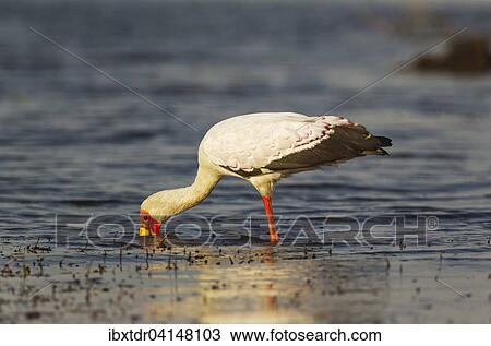 Stock Image - Yellow-billed Stork (Mycteria ibis), hunting in the shallow water at the shore of the Chobe River, Chobe National Park, Botswana, Africa. Fotosearch