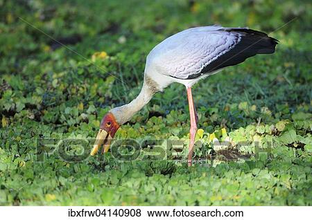 Yellow-billed stork, (Mycteria ibis) foraging in a pond, South Luangwa National Park, Zambia, Africa View Large Photo Image Stock Photo - Yellow-billed stork, (Mycteria ibis) foraging in a pond, South Luangwa National Park, Zambia, Africa. Fotosearch
