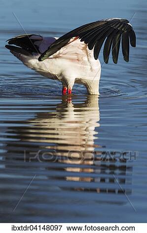 Yellow-billed Stork (Mycteria ibis), hunting in a pool with its head totally submerged and the wings open to keep balance, Okavango Delta, Moremi Game Reserve, Botswana, Africa View Large Photo Image Stock Photo - Yellow-billed Stork (Mycteria ibis), hunting in a pool with its head totally submerged and the wings open to keep balance, Okavango Delta, Moremi Game Reserve, Botswana, Africa. Fotosearch