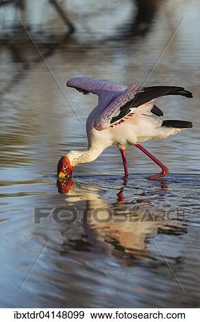 Yellow-billed Stork (Mycteria ibis), hunting in a pool with its wings open, Okavango Delta, Moremi Game Reserve, Botswana, Africa View Large Photo Image Stock Photo - Yellow-billed Stork (Mycteria ibis), hunting in a pool with its wings open, Okavango Delta, Moremi Game Reserve, Botswana, Africa. Fotosearch