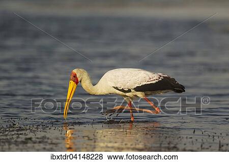 Yellow-billed Stork (Mycteria ibis), hunting in the shallow water at the shore of the Chobe River, Chobe National Park, Botswana, Africa View Large Photo Image Stock Photo - Yellow-billed Stork (Mycteria ibis), hunting in the shallow water at the shore of the Chobe River, Chobe National Park, Botswana, Africa. Fotosearch