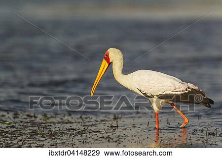 Yellow-billed Stork (Mycteria ibis), hunting in the shallow water at the shore of the Chobe River, Chobe National Park, Botswana, Africa View Large Photo Image Stock Photo - Yellow-billed Stork (Mycteria ibis), hunting in the shallow water at the shore of the Chobe River, Chobe National Park, Botswana, Africa. Fotosearch