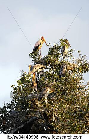 Yellow-billed stork (Mycteria ibis), breeding colony, sitting in a tree, South Luangwa National Park, Zambia, Africa View Large Photo Image Stock Photograph - Yellow-billed stork (Mycteria ibis), breeding colony, sitting in a tree, South Luangwa National Park, Zambia, Africa. Fotosearch