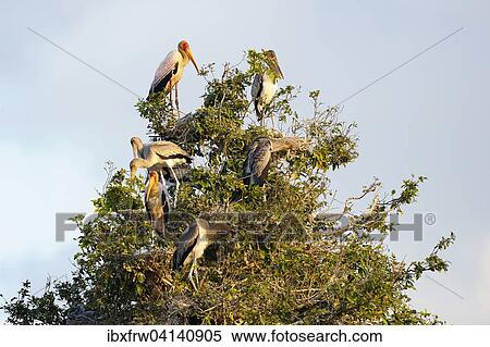 Stock Photography - Yellow-billed stork (Mycteria ibis), breeding colony, sitting in a tree, South Luangwa National Park, Zambia, Africa. Fotosearch