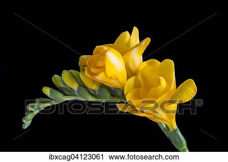 Yellow Freesia (Freesia) View Large Photo Image Stock Image - Yellow Freesia (Freesia). Fotosearch