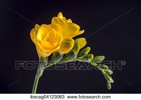 Yellow Freesia (Freesia) View Large Photo Image Stock Image - Yellow Freesia (Freesia). Fotosearch