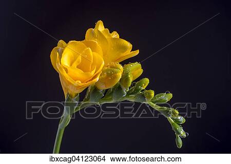 Yellow Freesia (Freesia) with water drops View Large Photo Image Picture - Yellow Freesia (Freesia) with water drops. Fotosearch