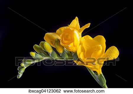 Yellow Freesia (Freesia) with water drops View Large Photo Image Stock Image - Yellow Freesia (Freesia) with water drops. Fotosearch