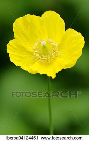 Yellow Iceland Poppy (Papaver nudicaule), North Rhine-Westphalia, Germany, Europe View Large Photo Image Stock Image - Yellow Iceland Poppy (Papaver nudicaule), North Rhine-Westphalia, Germany, Europe. Fotosearch