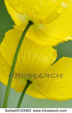 Yellow Iceland Poppy (Papaver nudicaule), North Rhine-Westphalia, Germany, Europe View Large Photo Image Stock Image - Yellow Iceland Poppy (Papaver nudicaule), North Rhine-Westphalia, Germany, Europe. Fotosearch