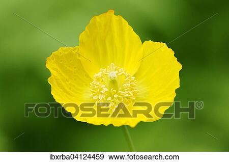 Yellow Iceland Poppy (Papaver nudicaule), North Rhine-Westphalia, Germany, Europe View Large Photo Image Stock Photo - Yellow Iceland Poppy (Papaver nudicaule), North Rhine-Westphalia, Germany, Europe. Fotosearch