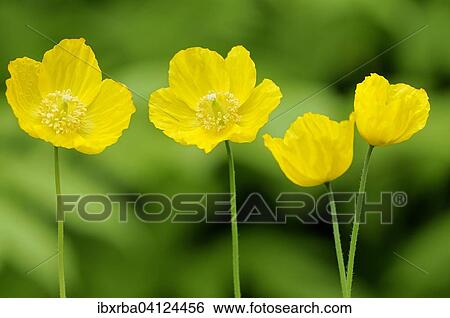 Yellow Iceland Poppy (Papaver nudicaule), North Rhine-Westphalia, Germany, Europe View Large Photo Image Stock Photograph - Yellow Iceland Poppy (Papaver nudicaule), North Rhine-Westphalia, Germany, Europe. Fotosearch