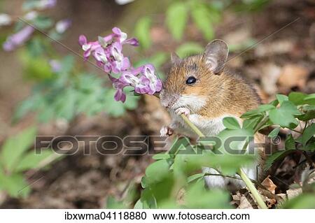 Yellow-necked Mouse (Apodemus flavicollis) feeding on Hollowroot (Corydalis cava), Hesse, Germany, Europe View Large Photo Image Stock Image - Yellow-necked Mouse (Apodemus flavicollis) feeding on Hollowroot (Corydalis cava), Hesse, Germany, Europe. Fotosearch