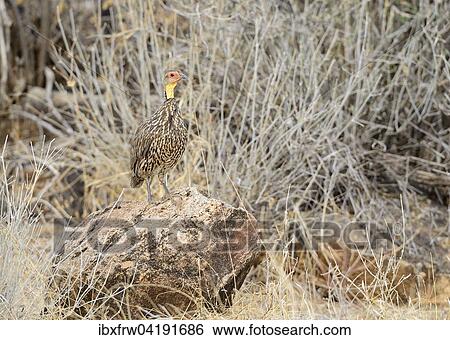 Stock Photograph - Yellow-necked Spurfowl (Francolinus leucoscepus), standing on a stone, Samburu National Reserve, Kenya, Africa. Fotosearch