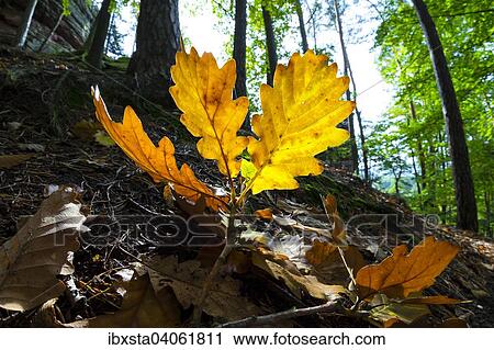 Yellow oak leaves in autumn, Dahn in the Palatinate Forest, Rhineland-Palatinate, Germany, Europe View Large Photo Image Stock Image - Yellow oak leaves in autumn, Dahn in the Palatinate Forest, Rhineland-Palatinate, Germany, Europe. Fotosearch