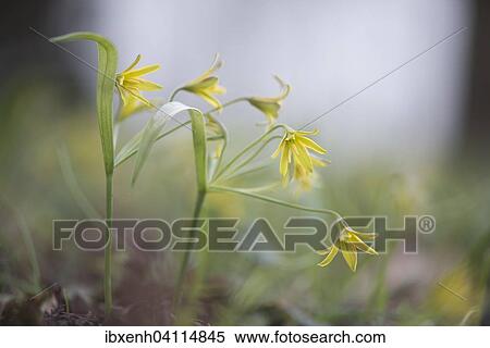 Yellow Star-of-Bethlehem (Gagea lutea), Ruegen, Mecklenburg-Western Pomerania, Germany, Europe View Large Photo Image Stock Photography - Yellow Star-of-Bethlehem (Gagea lutea), Ruegen, Mecklenburg-Western Pomerania, Germany, Europe. Fotosearch
