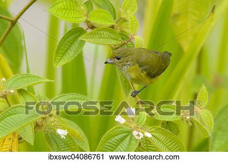 Yellow-throated Euphonia (Euphonia hirundinacea) perched on a branch, Alajuela province, Costa Rica, North America View Large Photo Image Stock Image - Yellow-throated Euphonia (Euphonia hirundinacea) perched on a branch, Alajuela province, Costa Rica, North America. Fotosearch