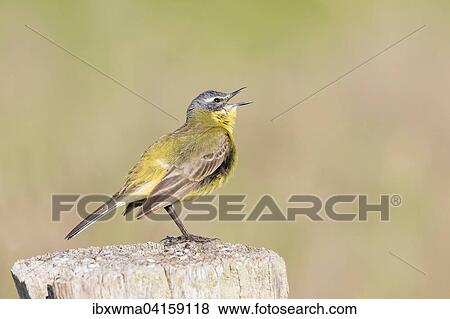 Yellow Wagtail (Motacilla flava) on fence post, Lower Saxony, Germany, Europe View Large Photo Image Stock Photo - Yellow Wagtail (Motacilla flava) on fence post, Lower Saxony, Germany, Europe. Fotosearch
