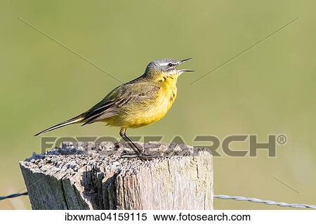 Stock Photography - Yellow Wagtail (Motacilla flava) on fence post, Lower Saxony, Germany, Europe. Fotosearch